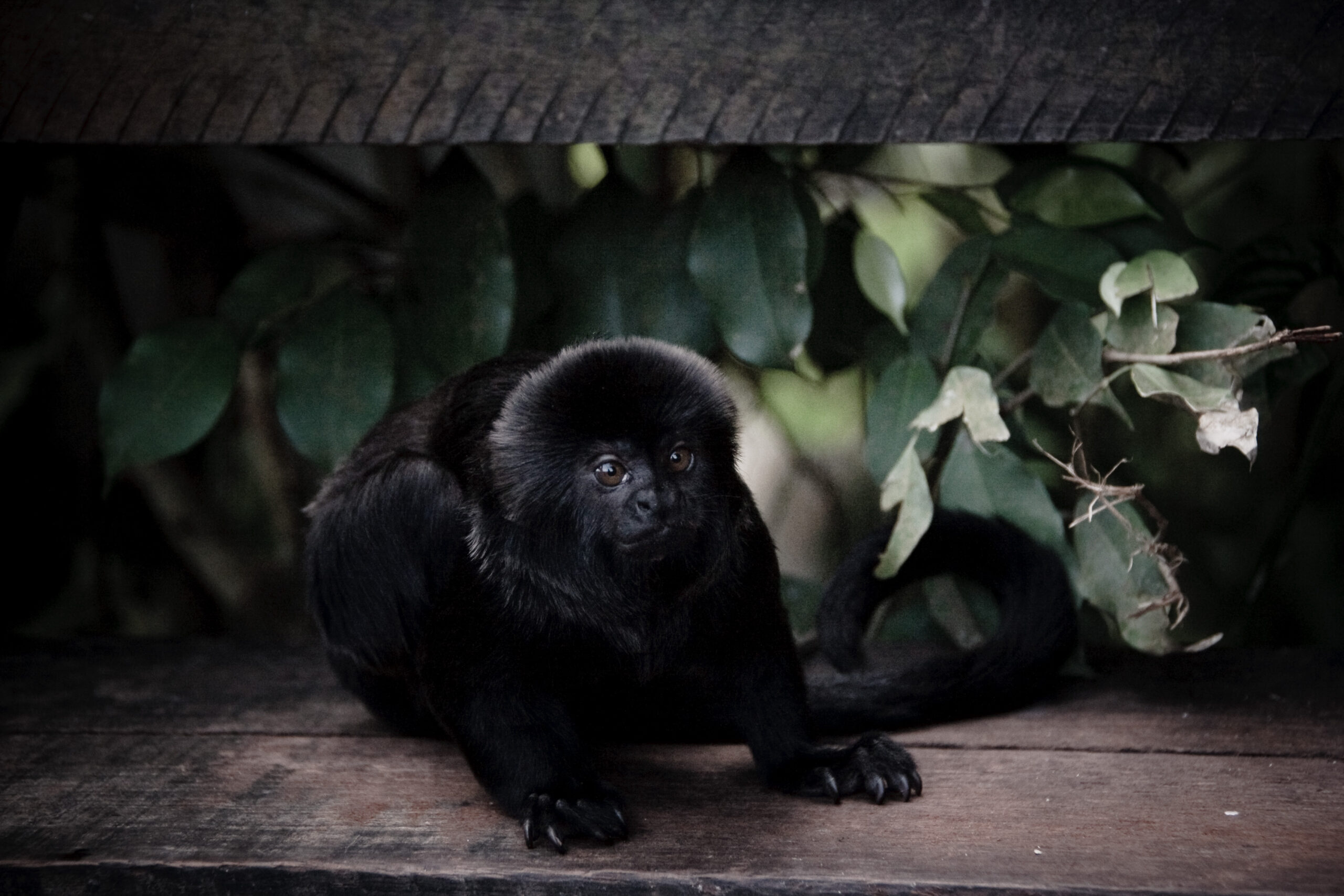 Curious monkey